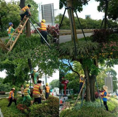 深圳城管园林绿化部门在行动