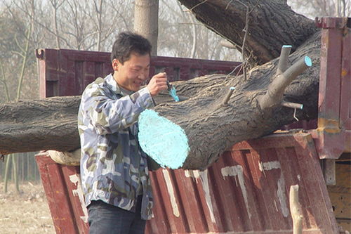树木修剪为什么要涂愈合剂,树木伤口愈合剂作用是什么