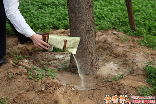 树木移栽怎么用生根剂,树木生根粉泡根要多久