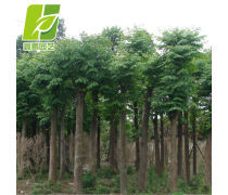 栾树量产品信息