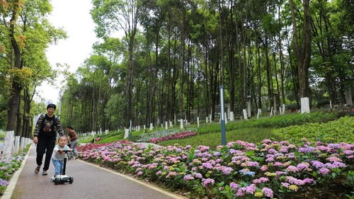 观山湖区 昔日城市 边角料 蝶变美好小公园