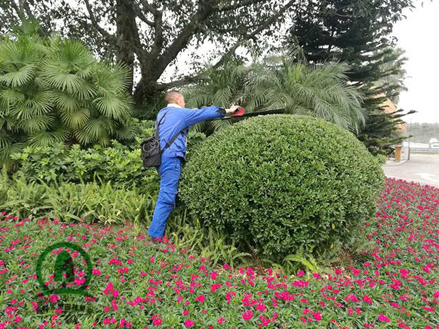 成都小区物业园林景观绿化养护 乔木灌木绿植绿化维护