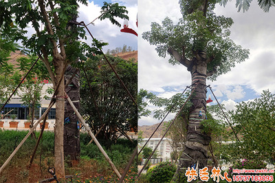 三伏天绿化工程怎么做,遇到三伏移栽怎么办