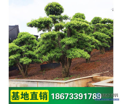 【柏诚基地直销造型杨梅景观园林造型乔木盆景艺术造型园林绿化】浏阳市柏诚苗木种植专业合作社 - 产品库