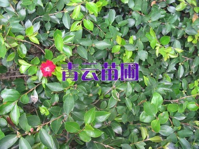 茶梅-茶梅产品图片-湖南浏阳青云园林绿化苗圃供应商-湖南花木网