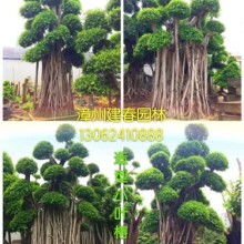 福建漳州建春小叶榕园林绿化场