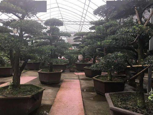 报复性反弹 苗木量价齐升