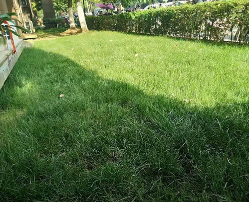 市政园林绿化 肥东县园林绿化 合肥轩晨