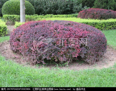 绿化植物 园林植物