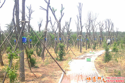 树木回芽还能不能救?树木回芽怎么处理?