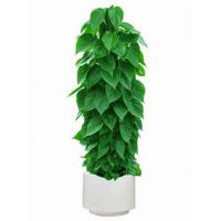 【供应清绘办公盆栽绿化产品、园林绿化养护(免费绿植维护)图片】供应清绘办公盆栽绿化产品、园林绿化养护(免费绿植维护)