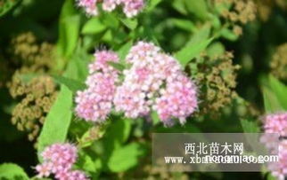 供应金焰绣线菊,价格低,质量好,量大优惠 雪松图片及价格 沭阳县九洲园林绿化苗木场
